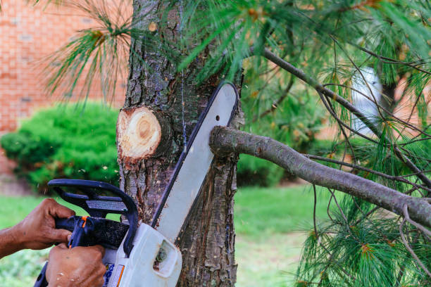 Best Local Tree Services  in Dallas, TX